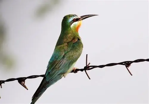 به هیچ عنوان نزدیک این زنبور غول پیکر نشوید+ فیلم