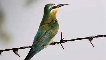 علت مرگ پرنده‌های زنبورخوار در گتوند چه بود؟