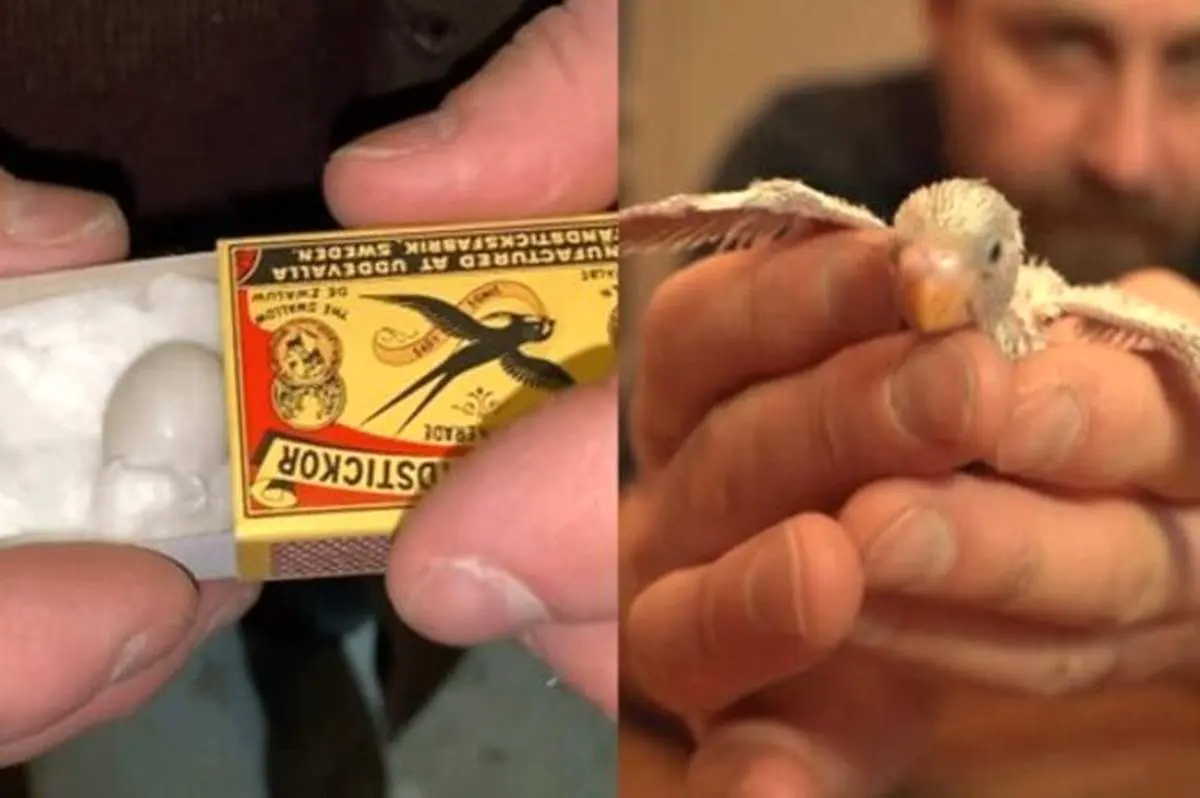 تبدیل شدن تخم طوطی به مرغ عشق در دستان مرد سوئدی! + فیلم