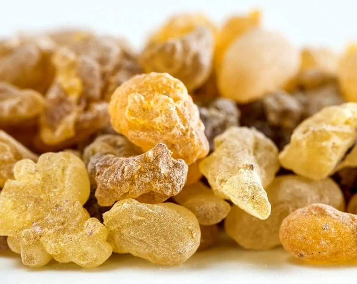 تاثیر شکفت انگیز کندر بر سلامتی کبد و کلیه