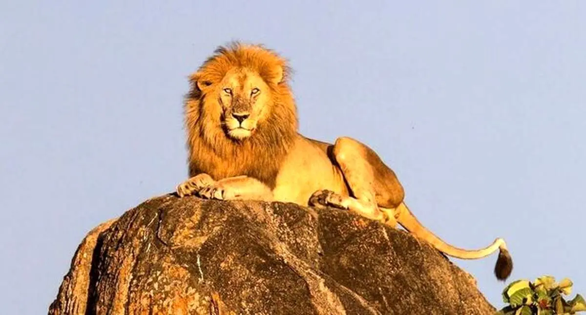 سقوط سلطان جنگل + فیلم