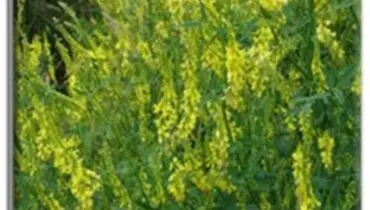 با خوردن این سبزی ها پوست خود را جوان کنید!