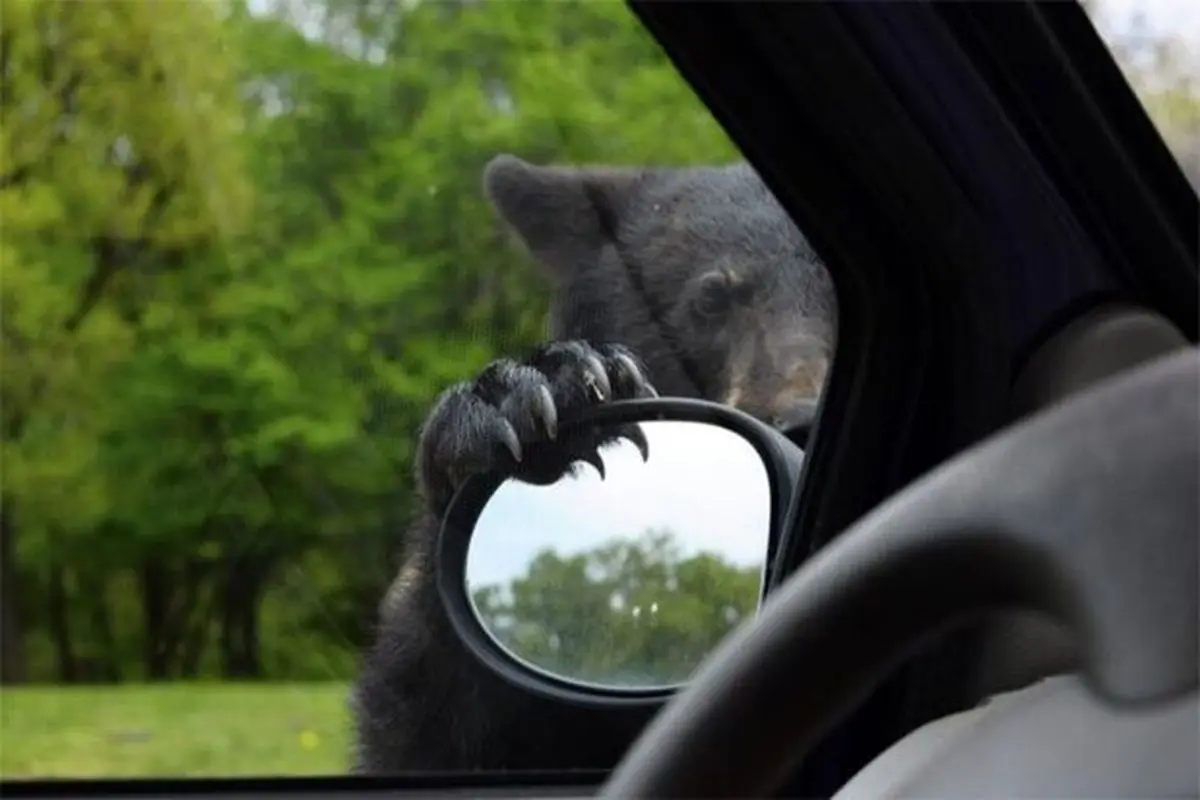 علاقه و مهارت ویژه یک خرس کنجکاو در ماشین‌سواری! + فیلم