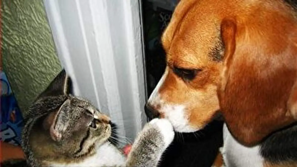 لحظه کتک خوردن شدید یک سگ خانگی از گربه مادر! + فیلم