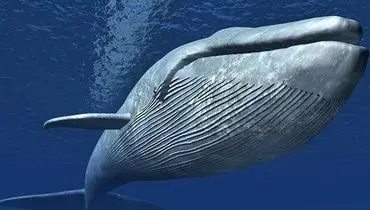 بازی و شیطنت تماشایی نهنگ‌های غول‌پیکر! + فیلم
