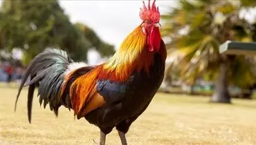 هوش حیرت‌انگیز یک خروس برای نجات یک مرغ گرفتار + فیلم