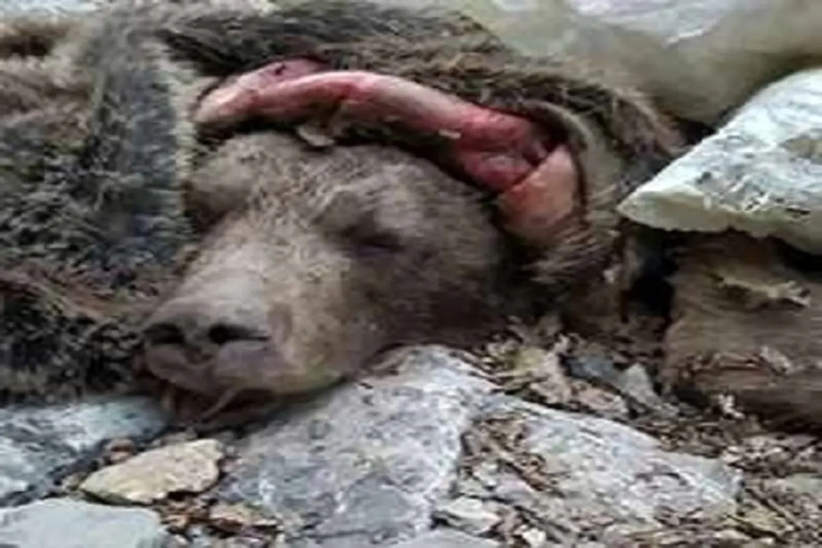 ماجرای کشتار بی رحمانه یک خرس در مازندران توسط زوج شکارچی+ جزئیات