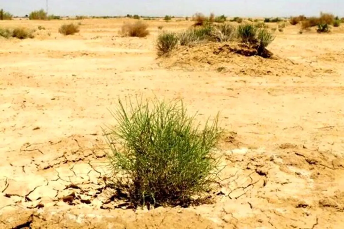 ترفند جالب کویت برای بیابانزدایی با درختکاری + فیلم