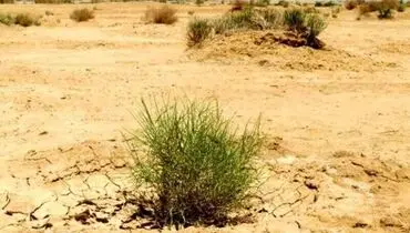 ترفند جالب کویت برای بیابان‌زدایی با درخت‌کاری + فیلم