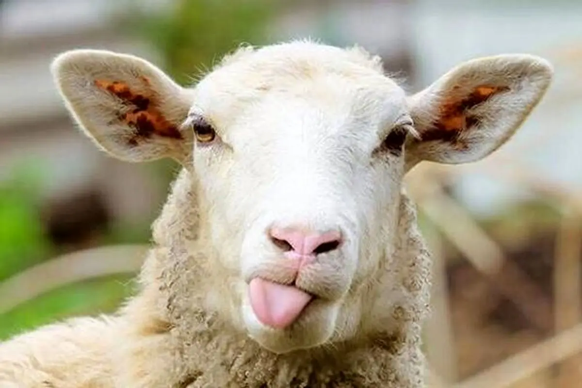 ویدیویی پربازدید از باهوش‌ترین گوسفند جهان؛ رئیس‌بازی جالب! + فیلم