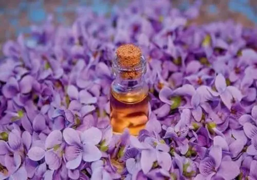روغن بنفشه در استوری استاندار یزد چه می کند؟+ عکس