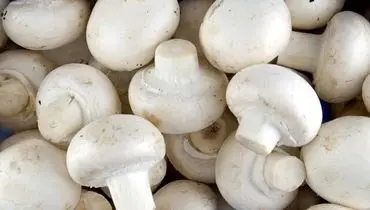 خواص شگفت‌انگیز قارچ که باید بدانید