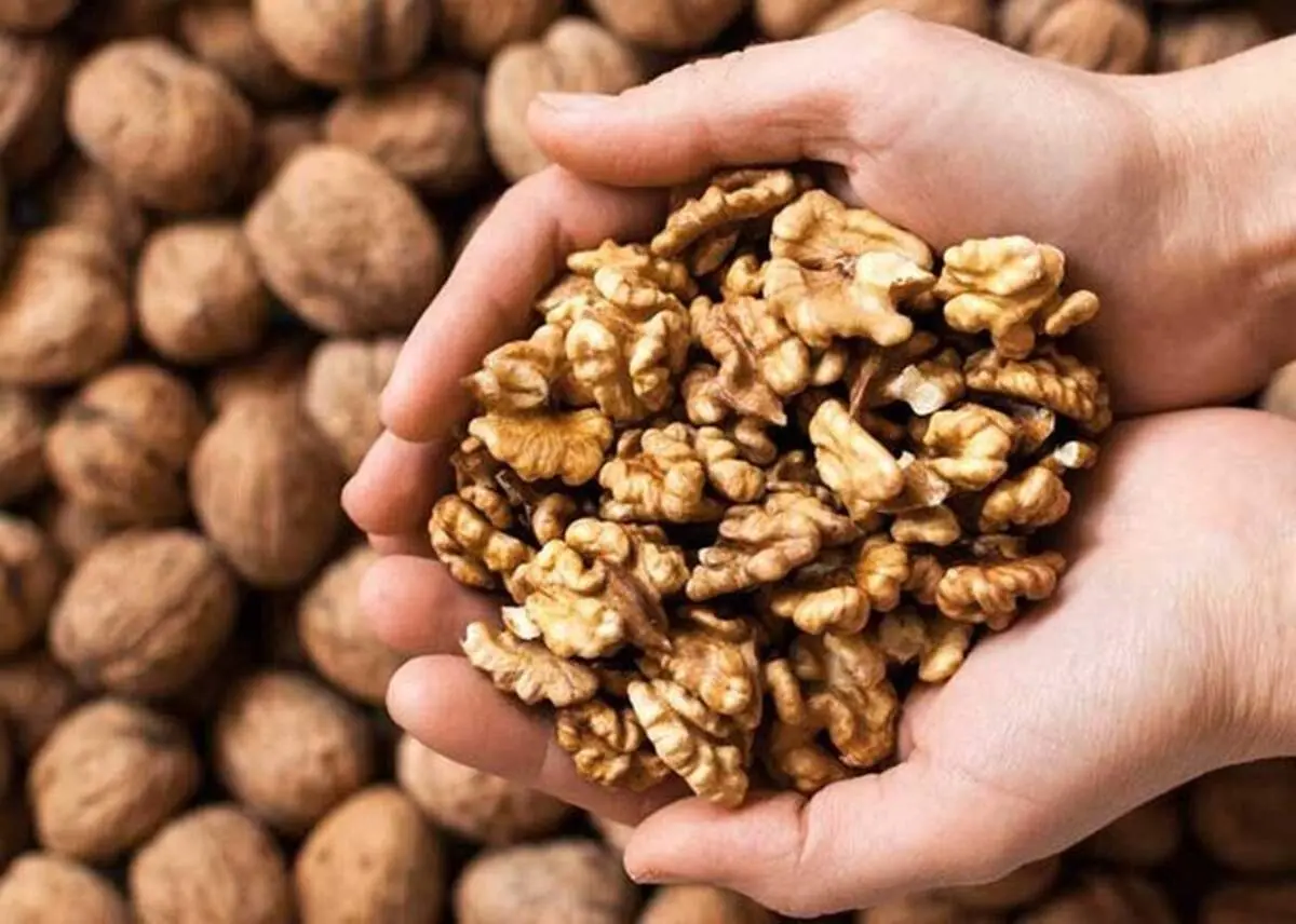 خواص گردو برای بانوان! +اینفوگرافی