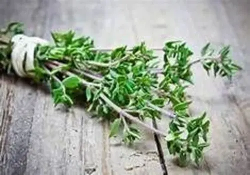 خواص شگفت انگیز آویشن بر کاهش فشار و چربی خون
