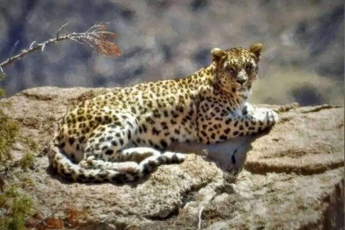 تصاویر دیدنی از پلنگ، گراز و روباه در ارتفاعات چلاوِ آمل + فیلم