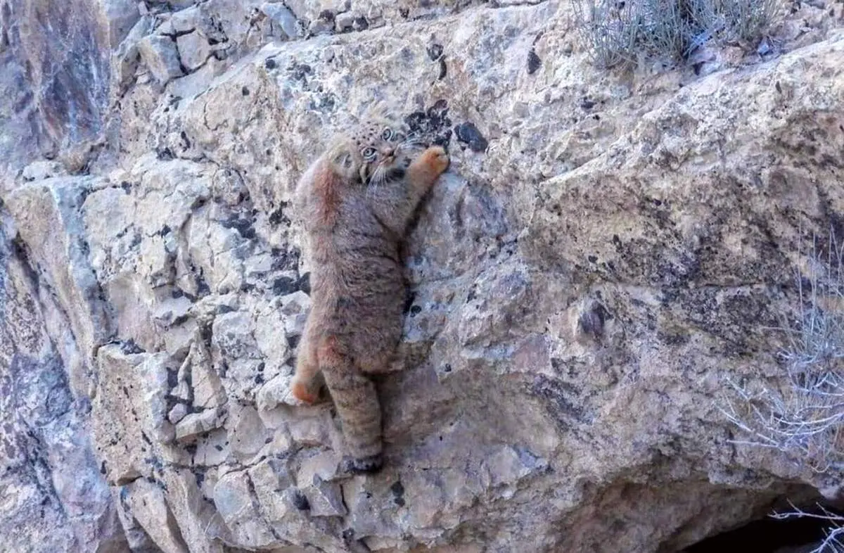 تصویری زیبا از گونه کمیاب گربه پالاس در ایران + عکس