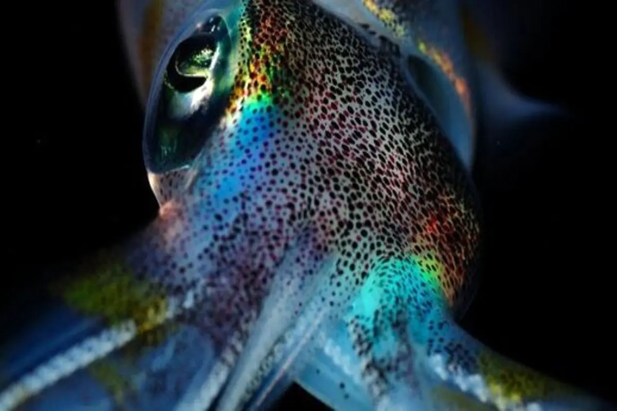 تغییر رنگ هماهنگ و جالب ماهی‌های مرکب! + فیلم