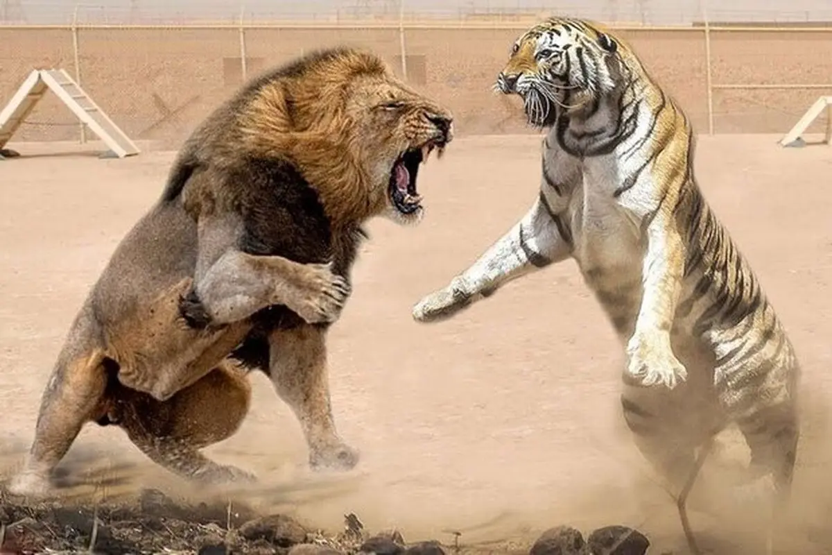 دعوای ترسناک یک ببر با شیر غول پیکر در باغ وحش! + فیلم