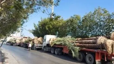 تکذیب صادرات نخل‌های دشتستان به کشور‌های حوزه خلیج فارس