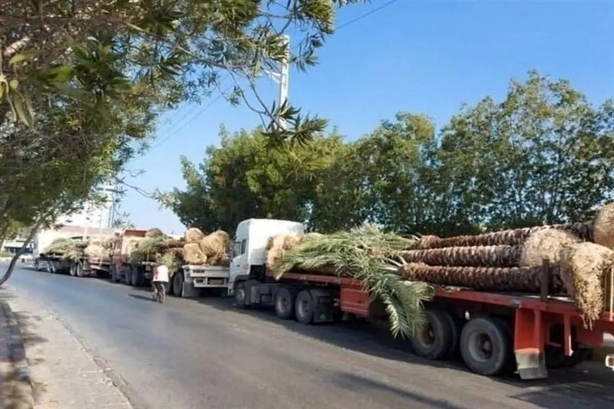 تکذیب صادرات نخل‌های دشتستان به کشور‌های حوزه خلیج فارس