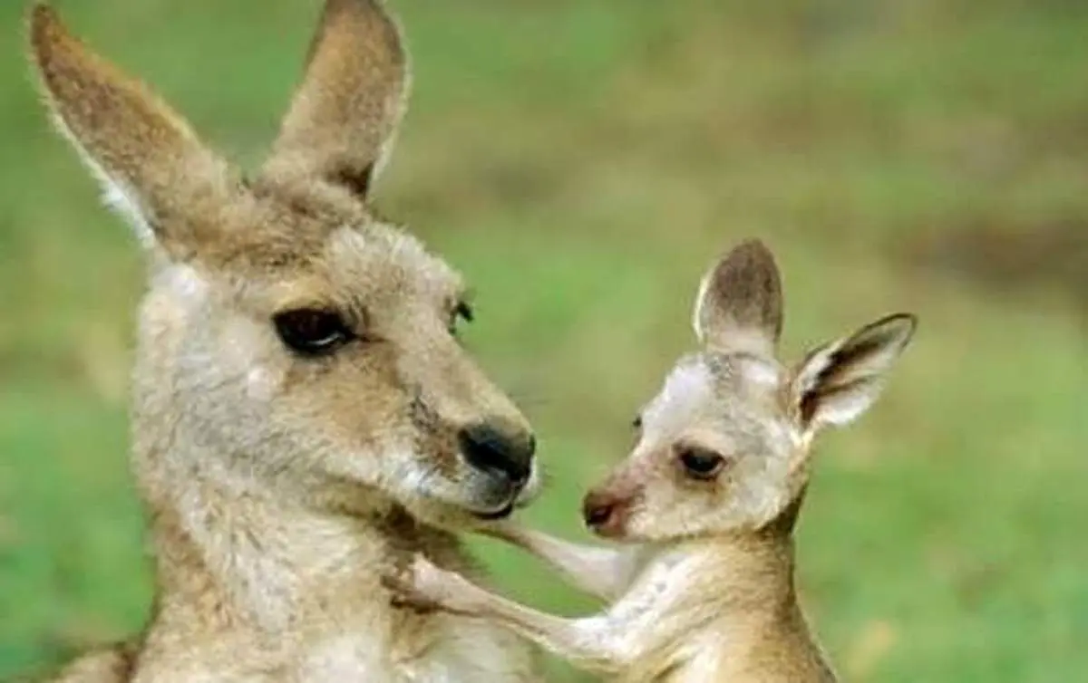سیر جالب و تماشایی بزرگ شدن یک بچه کانگورو در کیسه شکمی مادرش + فیلم