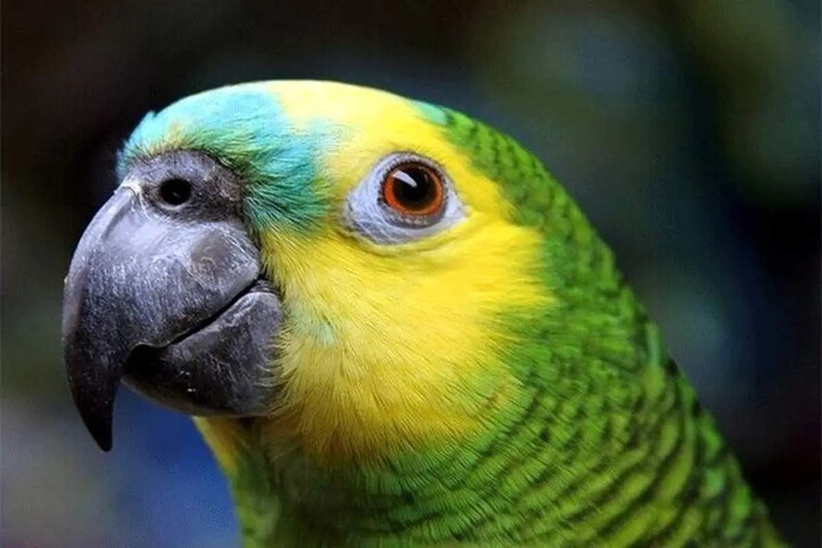 پول پس‌انداز کردن یک طوطی حسابگر! + فیلم