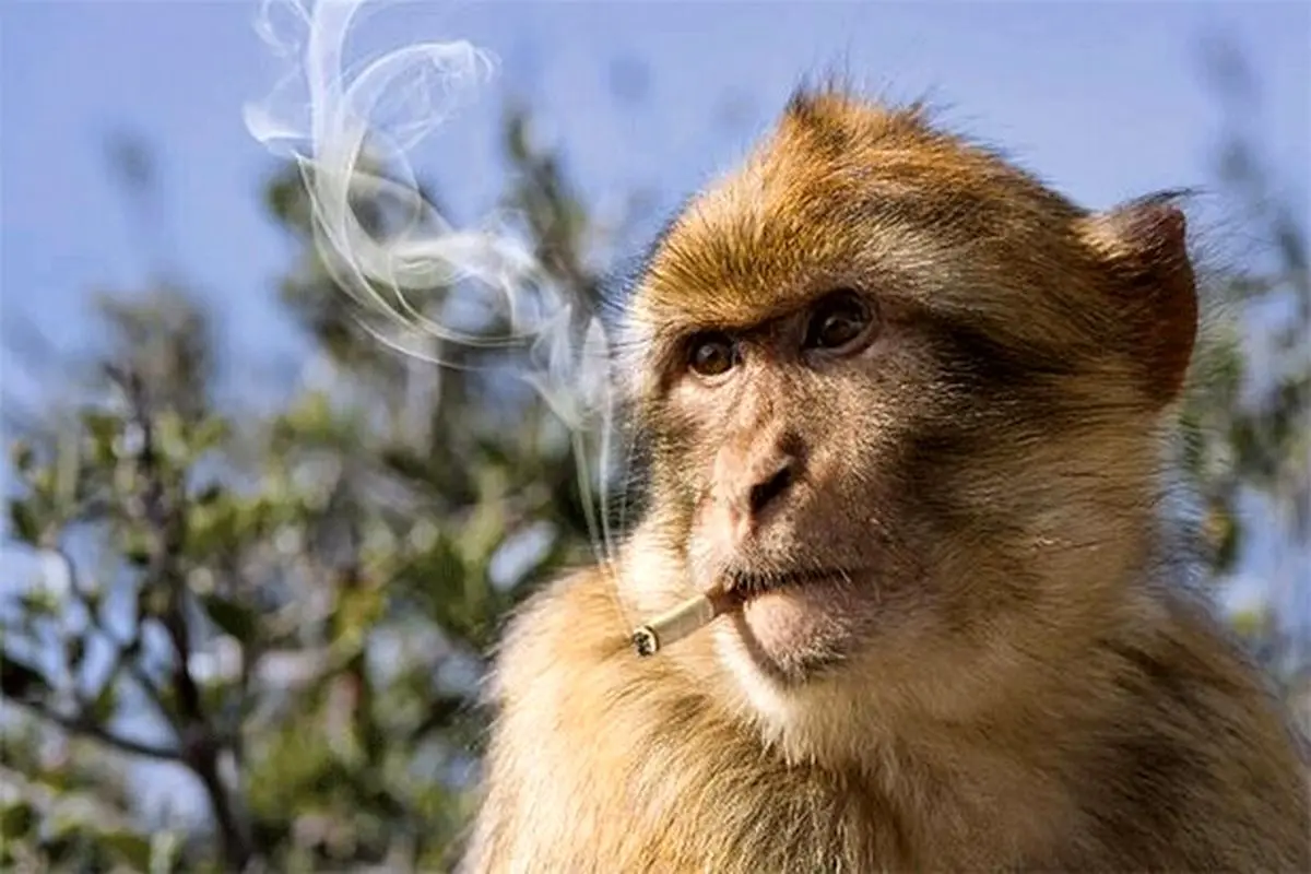 ویدیویی جنجالی و تلخ از سیگار کشیدن یک بچه میمون در باغ وحش + فیلم