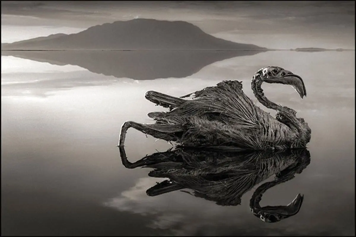 حیوانات این دریاچه اسرارآمیز به یکباره سنگ شدند