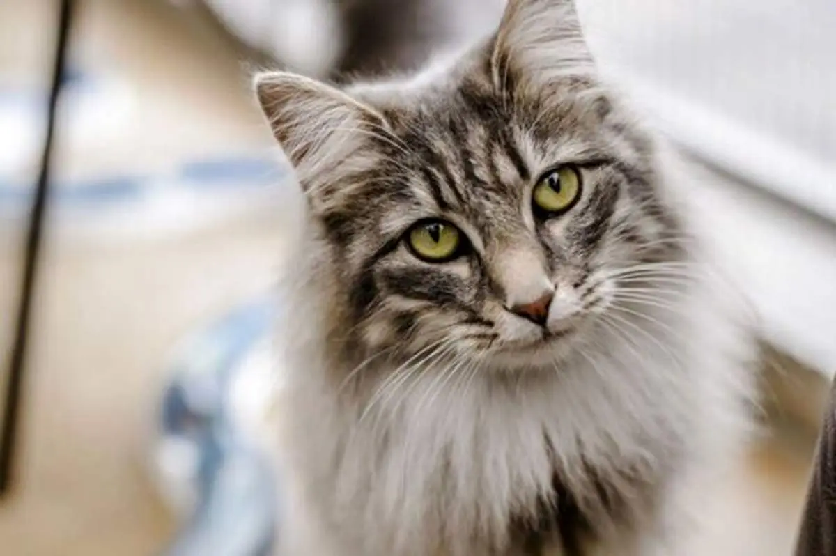 گربه ای که سعی در اخاذی از راننده را داشت!  + فیلم