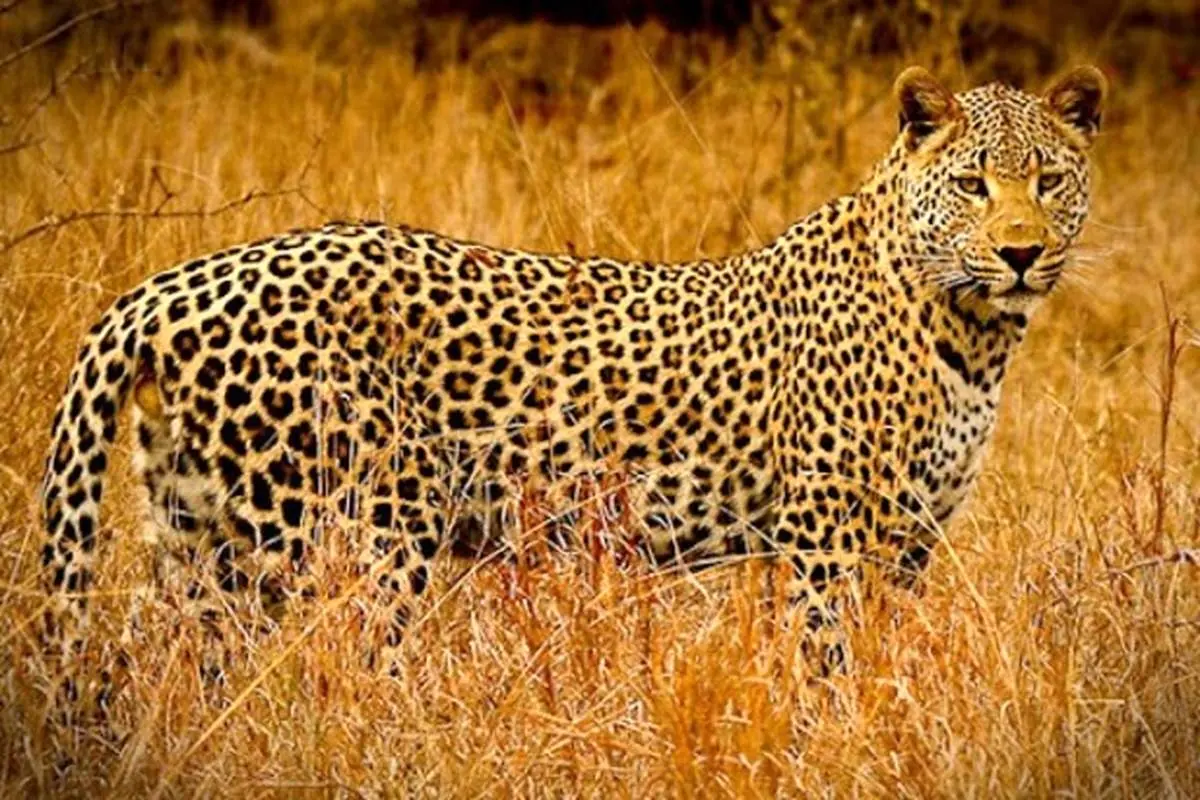 پلنگی که زورش به خرگوش رسید + فیلم