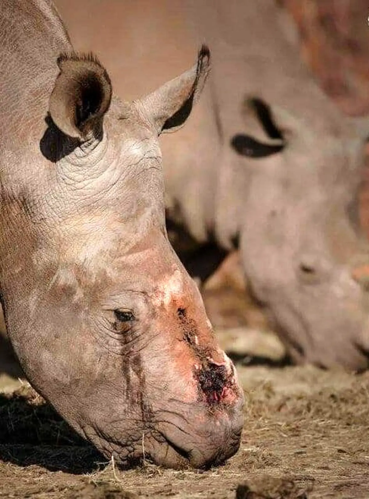 گریه دلخراش کرگدن + عکس