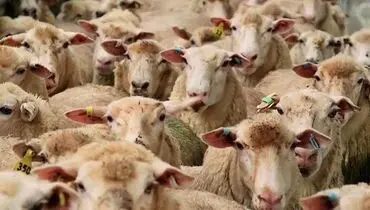 قیمت خرید حمایتی دام روستایی تعیین و ابلاغ شد+جزئیات تازه ترین مصوبه شورای قیمت‌گذاری