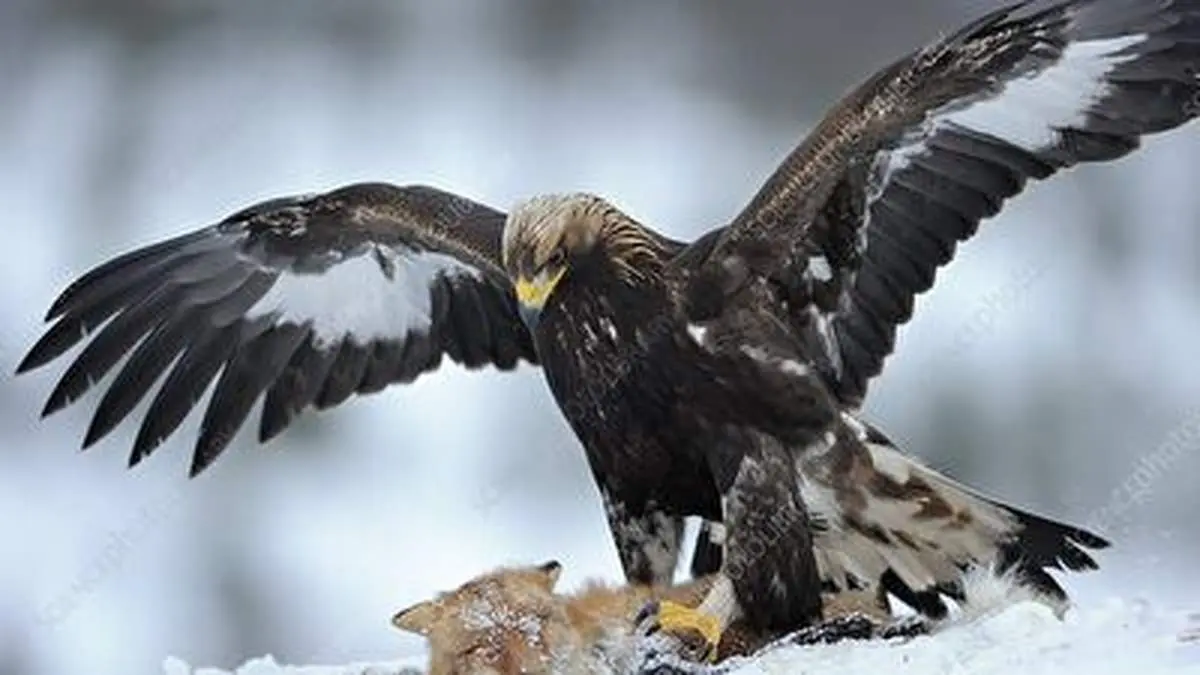 جدال دیدنی عقاب با گربه برای محافظت از غذایش+ فیلم