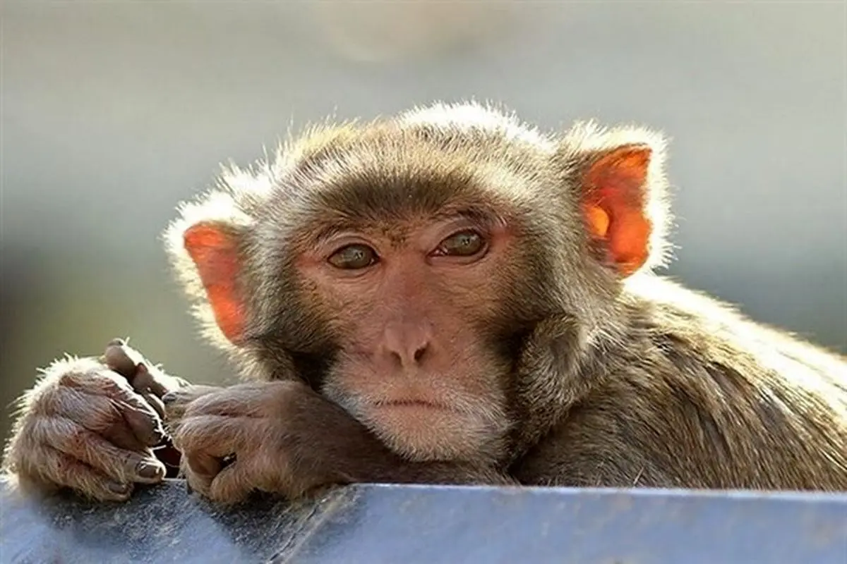 عصبانیت یک میمون نسبت به رفتار توهین‌آمیز یک انسان بی‌فکر +فیلم
