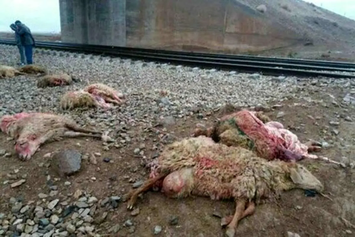 تلفات سنگین در پی برخورد قطار با گله گوسفندان در قزوین +فیلم
