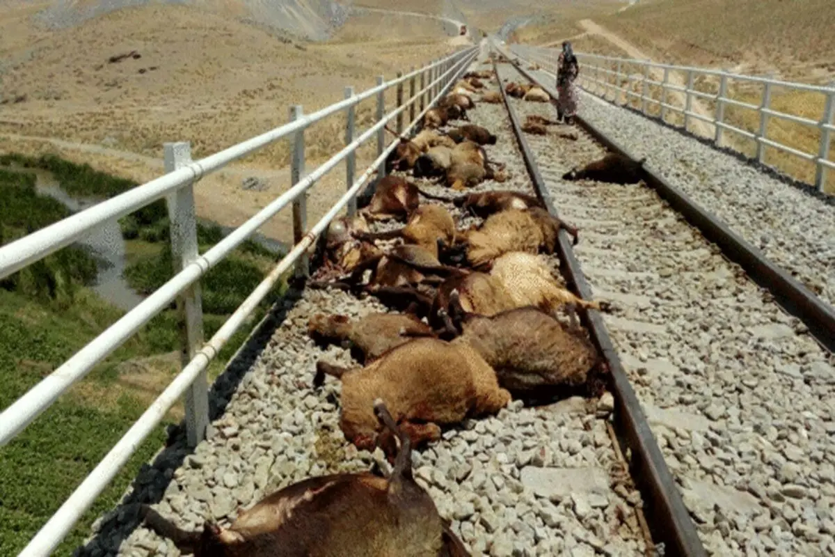 برخورد قطار با گله گوسفندان در قزوین + فیلم دلخراش