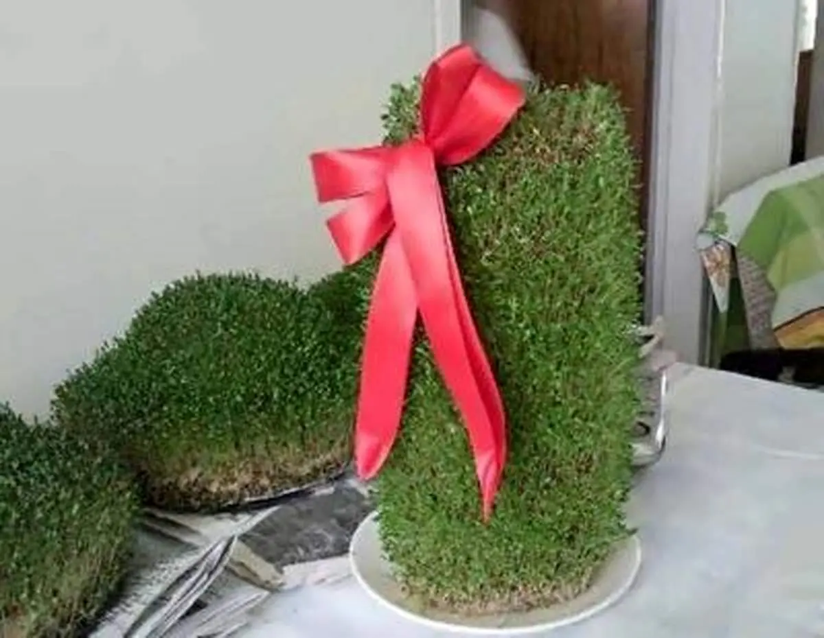 نحوه کاشت سبزه عدس و ماش در یک سینی بزرگ + فیلم