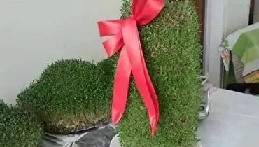 نحوه کاشت سبزه عدس و ماش در یک سینی بزرگ + فیلم