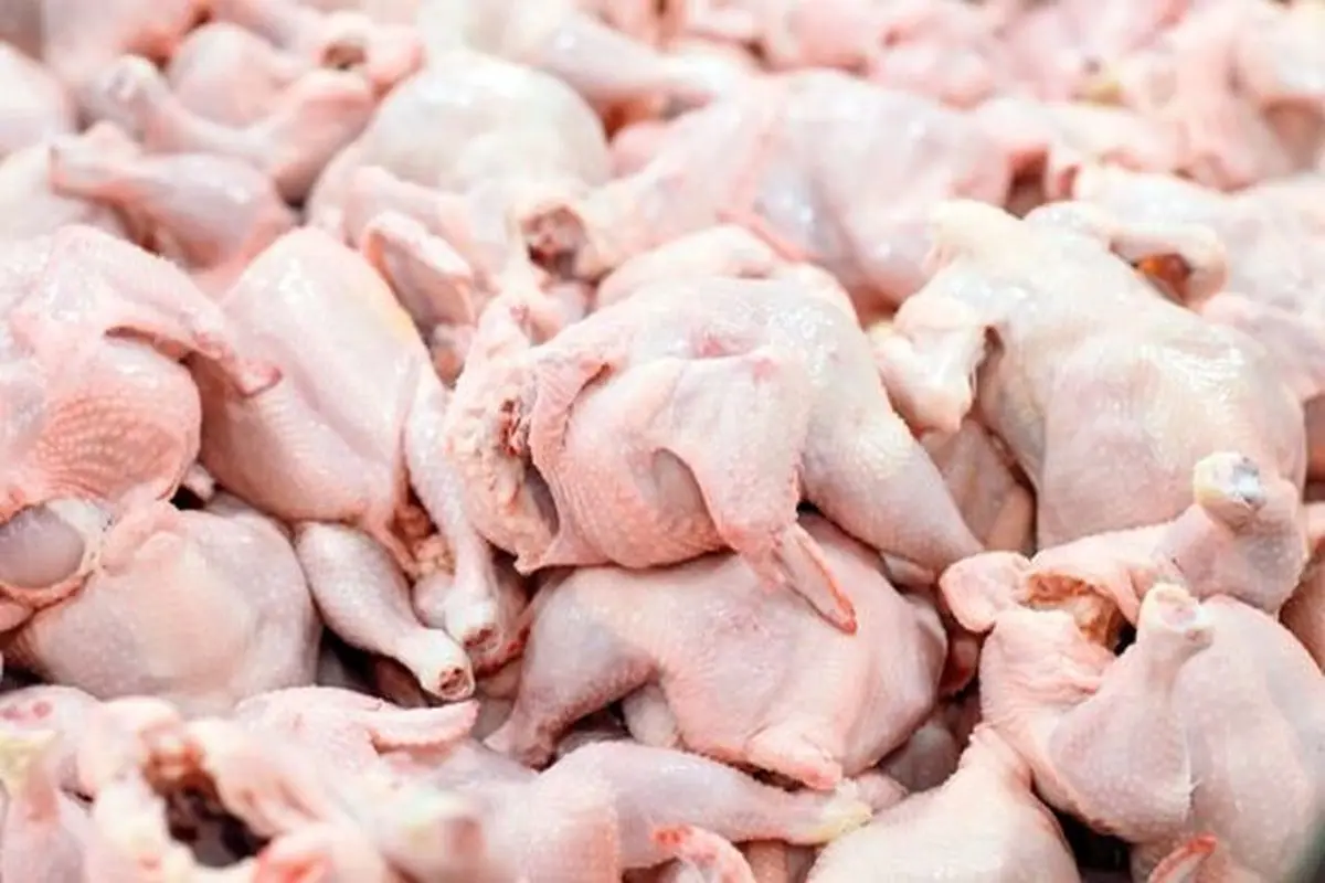 حل مشکل نوسانات قیمت مرغ در پایتخت تا ۱۰ روز آینده