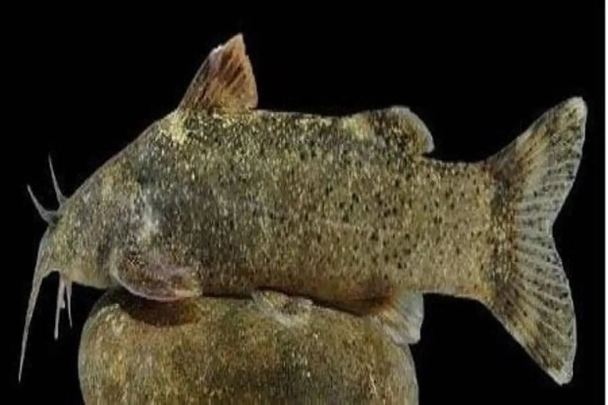کشف و ثبت جهانی گونه‌ی جدید ماهی به نام «علی دایی»