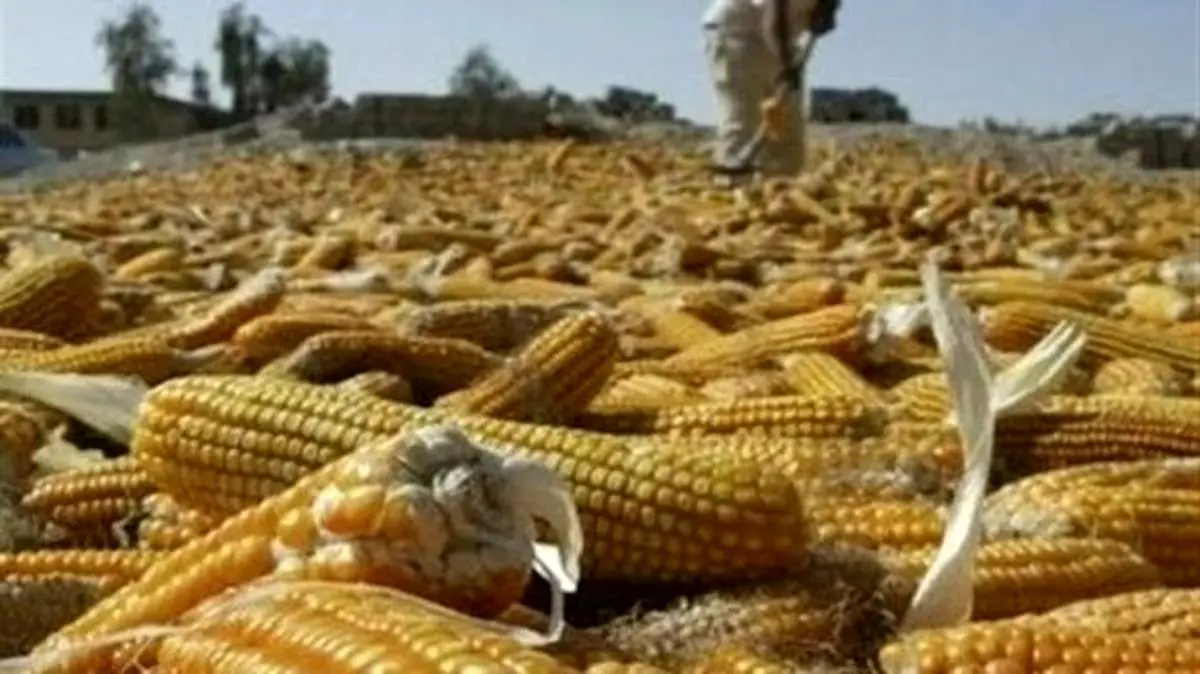 ماجرای هزاران تن ذرت آلوده در گمرک | همه می‌دانستند!