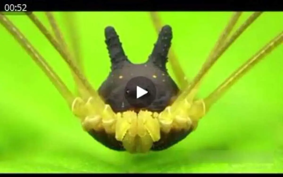 عنکبوتی عجیب‌ با سری شبیه به یک سگ + فیلم