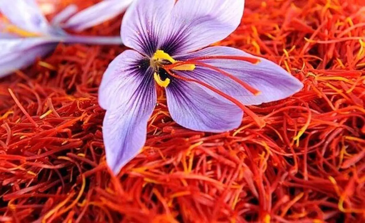 کاهش صادرات زعفران نسبت به سال گذشته