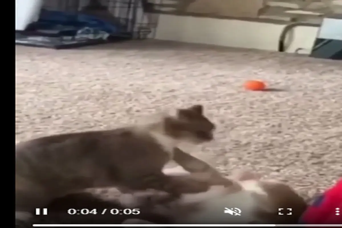 اجرای فن سنجاب پرنده توسط یک گربه و کسب ۴ امتیاز!+ فیلم