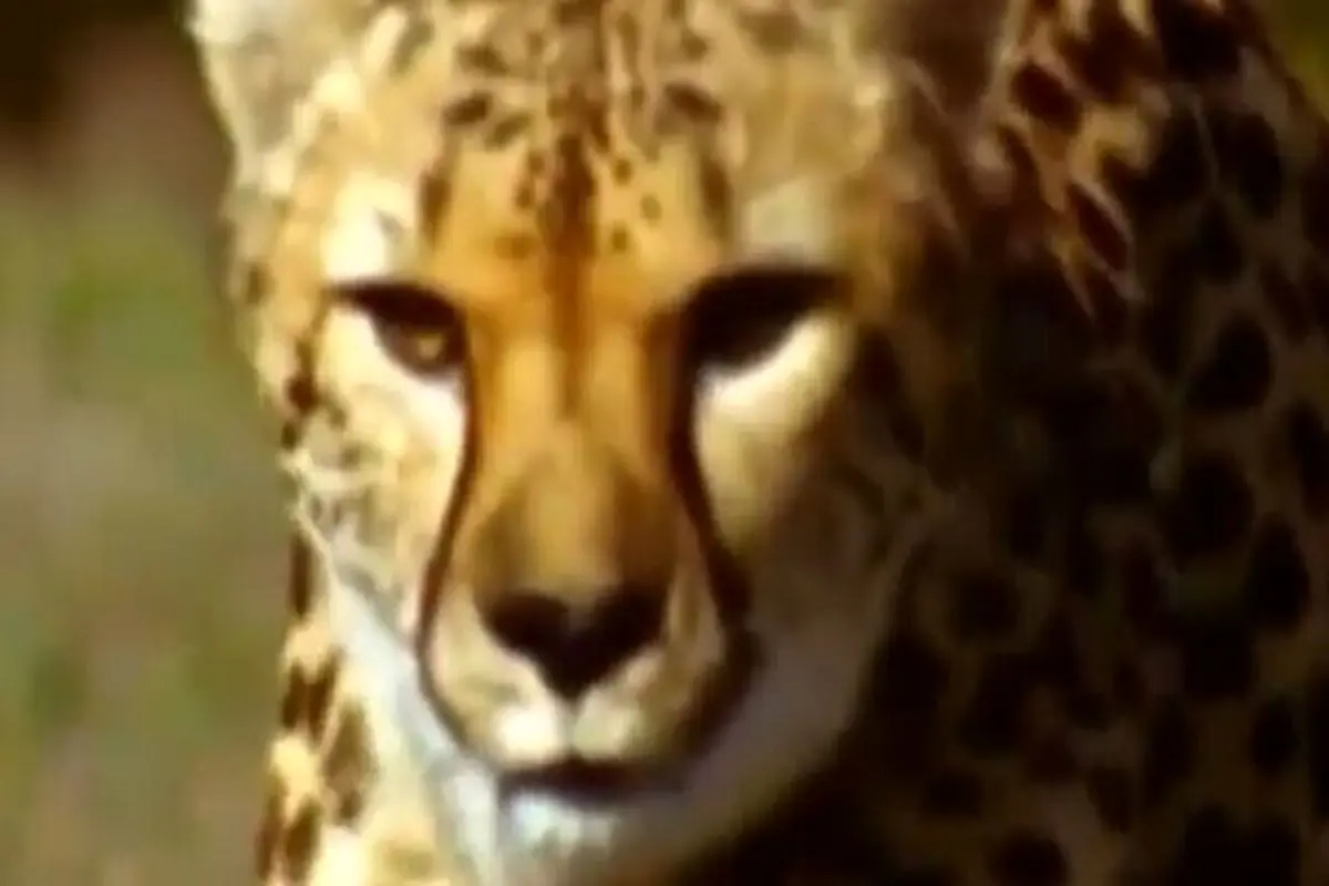 فیلمی از سرعت یوزپلنگ در هنگام شکار