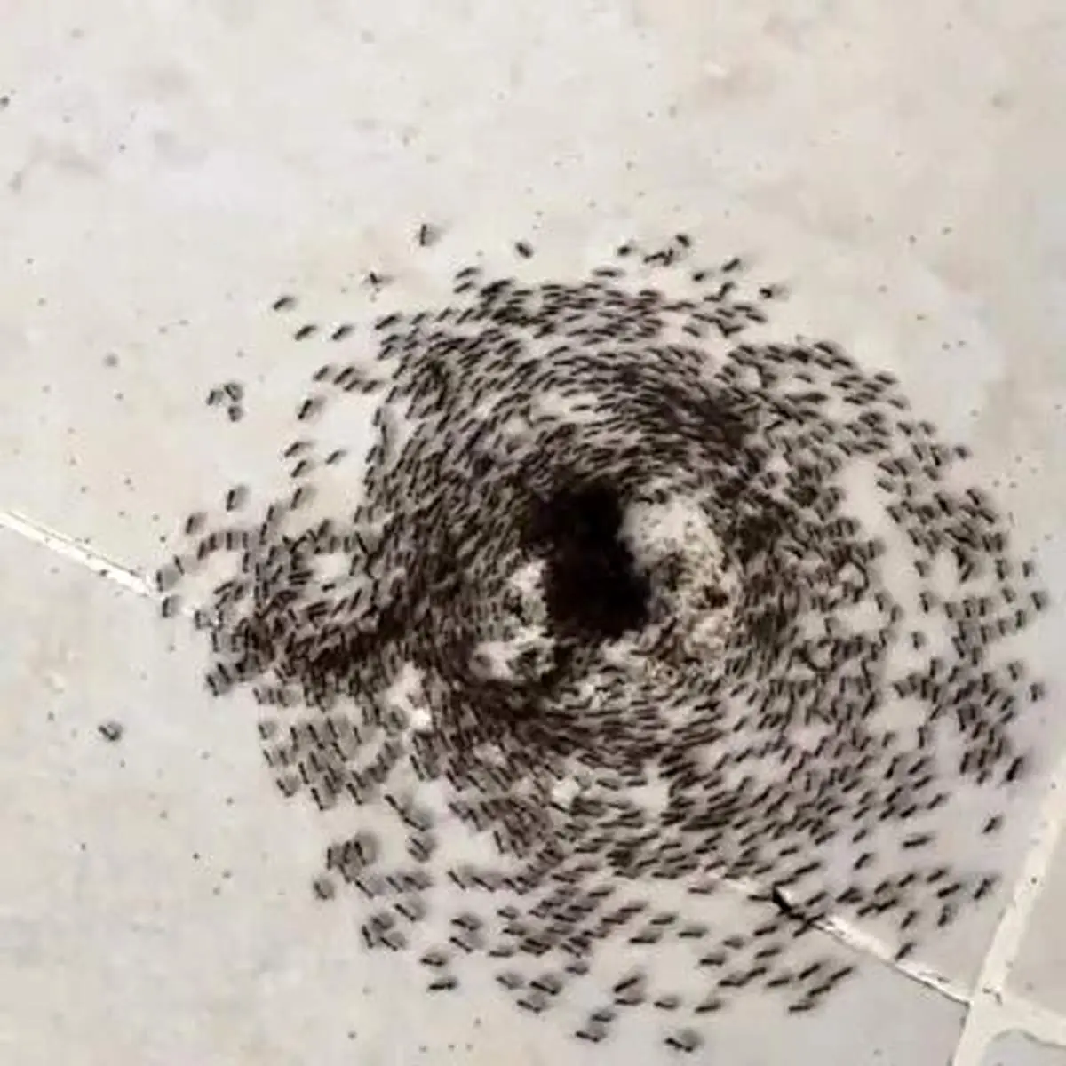 صحنه‌ای نادر از خودکشی جمعی مورچه‌ها + فیلم