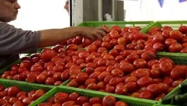 گوجه و سیب‌زمینی جایگزین گوشت شد