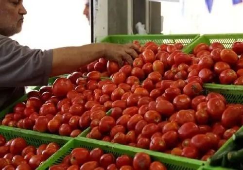 سقوط آزاد قیمت سیب زمینی پس از ممنوعیت صادرات
