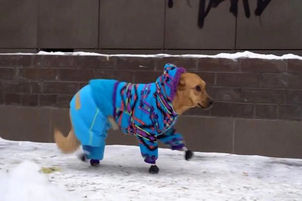 سگ روسی با پنجه‌های مصنوعی راه رفتن می‌آموزد + فیلم