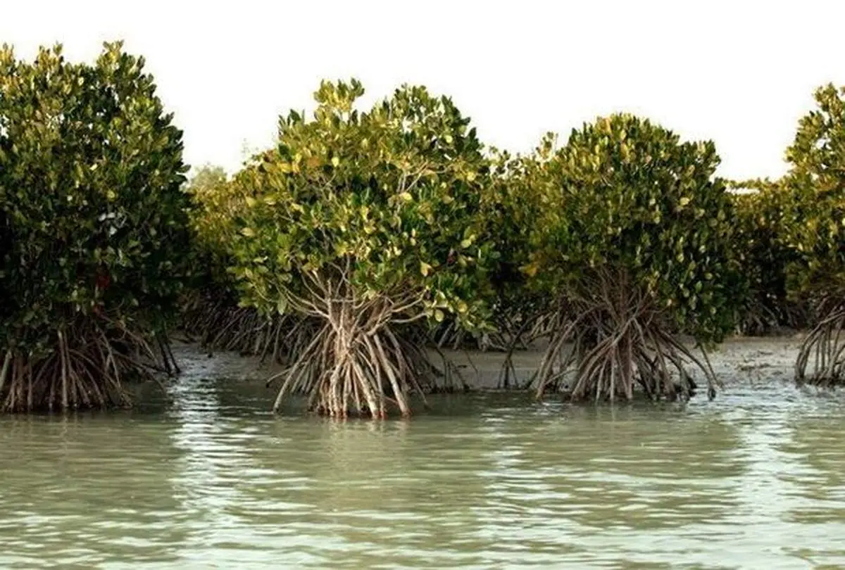 کاهش ورودی آب شیرین به خلیجفارس تهدیدی برای جنگلهای حراء